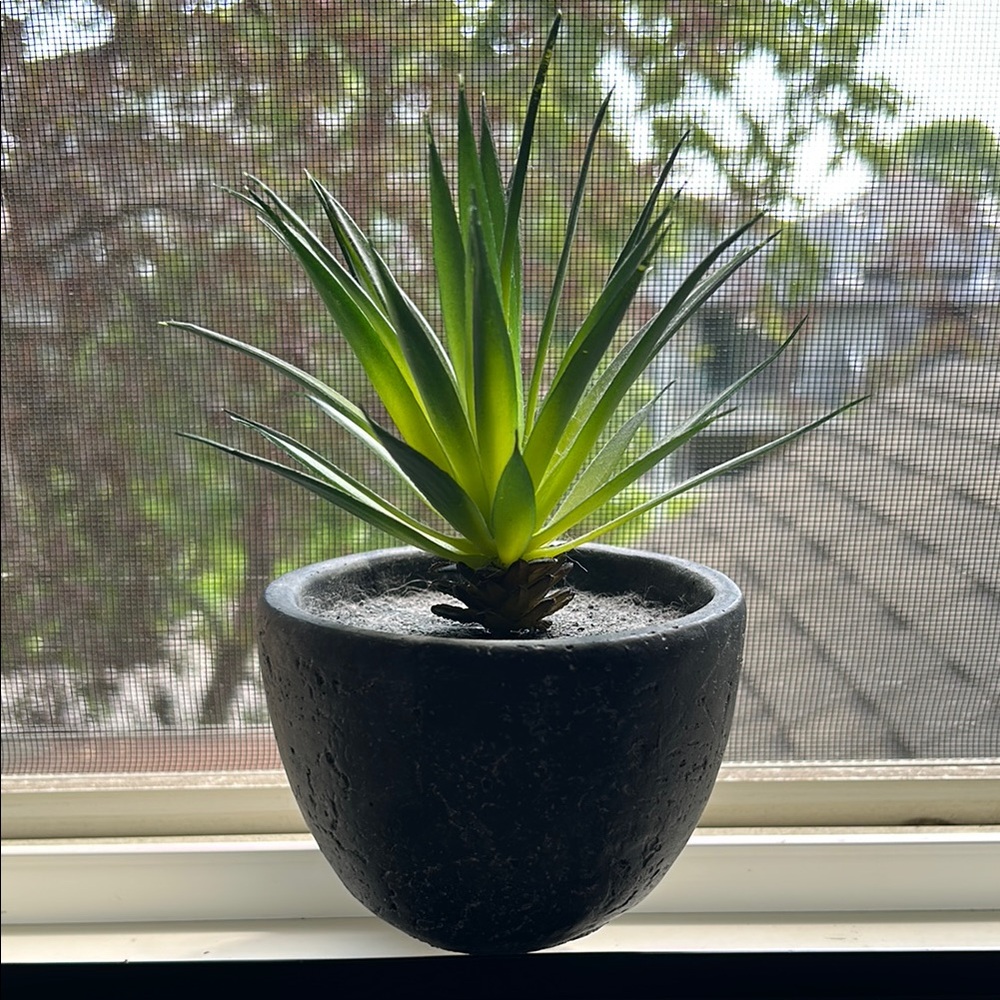 Green Succulent in Black Pot